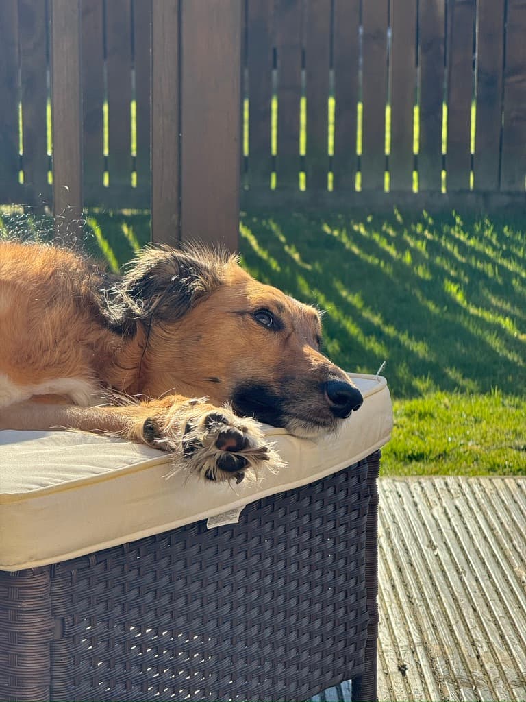 Hondo the dog relaxing at home with the family